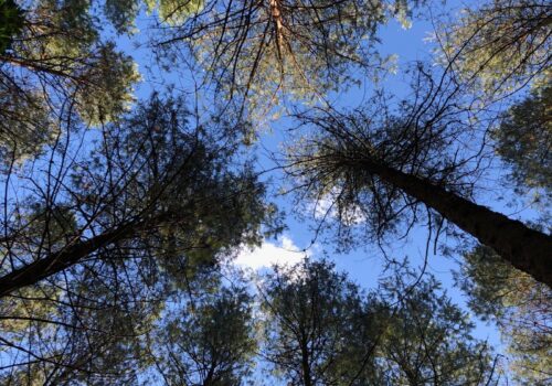 Alpine-Timber-and-Truss-is-environmentally-sustainable