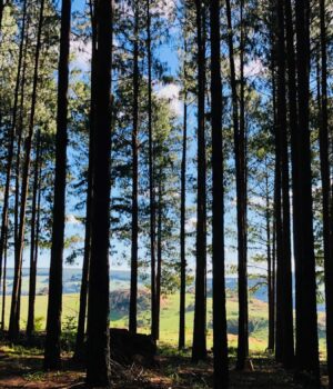 The Role of Trees in Carbon Neutrality - Alpine Timber and Truss